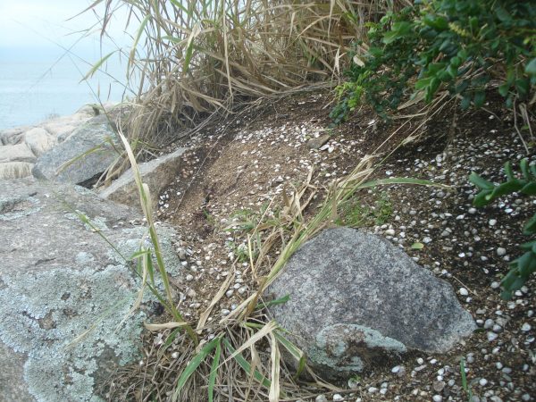 Ponta dos Limões